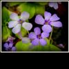 Flowers / kwiaty